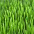 grass-macro