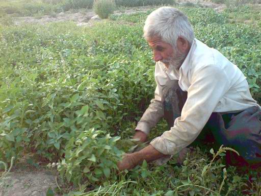 لته سبزیکاری آقای د