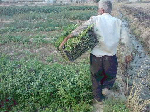 لته سبزیکاری آقای د