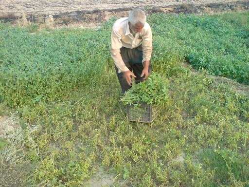 لته سبزیکاری آقای د