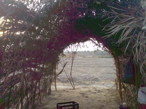 لته سبزیکاری آقای د